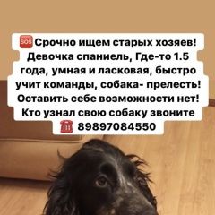 Подробнее об объявлении «Найдена собака Ростов-на-Дону» Фото: найдена собака Русский охотничий спаниель «Найдена собака Ростов-на-Дону» в г. Ростов-на-Дону