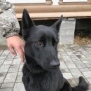 Подробнее об объявлении «Найдена собака Заокский» Фото: найдена собака  «Найдена собака Заокский» в г. Заокский