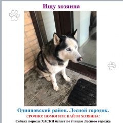 Подробнее об объявлении «Найдена собака кобель сибирская хаски Лесной Городок» Фото: найдена собака Сибирская хаски «Найдена собака кобель сибирская хаски Лесной...» в г. Лесной Городок