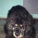 Подробнее об объявлении «Найдена собака 22 января спаниель сука Химки» Фото: найдена собака Американский кокер-спаниель «Найдена собака 22 января спаниель сука Химки» в г. Химки