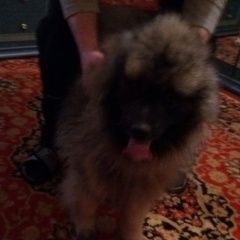 Подробнее об объявлении «Найдена собака кобель Нижний Новгород» Фото: найдена собака  «Найдена собака кобель Нижний Новгород» в г. Нижний Новгород