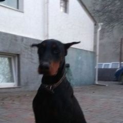 Подробнее об объявлении «Анапа Найдена собака кобель доберман, кобель, ч-п» Фото: найдена собака Доберман «Анапа Найдена собака кобель доберман, кобель, ч-п» в г. Анапа