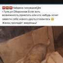 Подробнее об объявлении «Тула Найдена собака» Фото: найдена собака Чихуахуа «Тула Найдена собака» в г. Тула