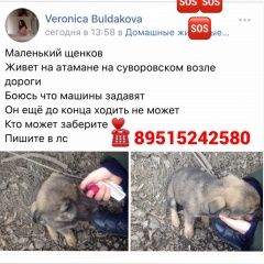 Подробнее об объявлении «Найдена собака Ростов-на-Дону» Фото: найдена собака  «Найдена собака Ростов-на-Дону» в г. Ростов-на-Дону