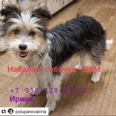 Подробнее об объявлении «Найдена собака Ростов-на-Дону» Фото: найдена собака Йоркширский терьер «Найдена собака Ростов-на-Дону» в г. Ростов-на-Дону