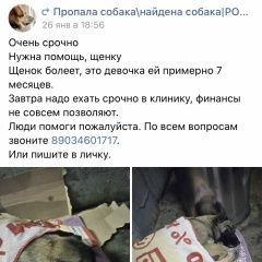 Подробнее об объявлении «Найдена собака Ростов-на-Дону» Фото: найдена собака  «Найдена собака Ростов-на-Дону» в г. Ростов-на-Дону