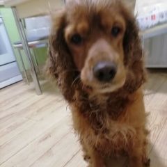 Подробнее об объявлении «Найдена собака кобель 28.01 кокер спаниель кобель Москва» Фото: найдена собака Английский кокер-спаниель «Найдена собака кобель 28.01 кокер спаниель...» в г. Москва