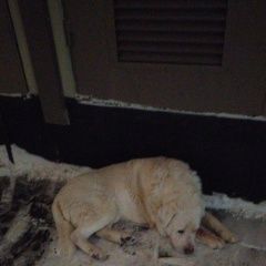 Подробнее об объявлении «Найдена собака кобель большой белый пёс около школы летово Москва» Фото: найдена собака  «Найдена собака кобель большой белый пёс около...» в г. Москва