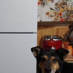 Подробнее об объявлении «Найдена собака кобель такую собаку невозможно не любить Иглино» Фото: найдена собака  «Найдена собака кобель такую собаку невозможно...» в г. Иглино