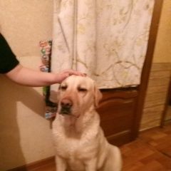 Подробнее об объявлении «Ставрополь Найдена собака кобель породы лабрадор.» Фото: найдена собака Лабрадор ретривер «Ставрополь Найдена собака кобель породы лабрадор.» в г. Ставрополь