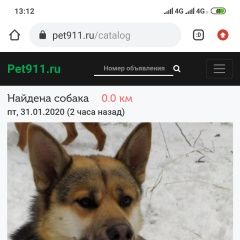 Подробнее об объявлении «Найдена собака кобель Москва» Фото: найдена собака  «Найдена собака кобель Москва» в г. Москва