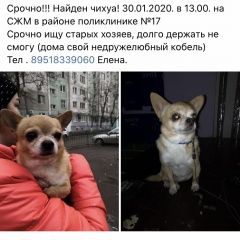 Подробнее об объявлении «Найдена собака Ростов-на-Дону» Фото: найдена собака Чихуахуа «Найдена собака Ростов-на-Дону» в г. Ростов-на-Дону