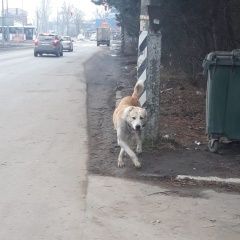 Подробнее об объявлении «Найдена собака видели собаку Ростов-на-Дону» Фото: найдена собака Среднеазиатская овчарка «Найдена собака видели собаку Ростов-на-Дону» в г. Ростов-на-Дону