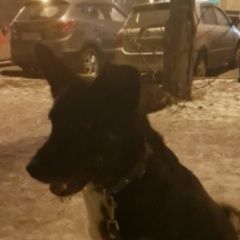 Подробнее об объявлении «Найдена собака кобель Красноярск» Фото: найдена собака  «Найдена собака кобель Красноярск» в г. Красноярск