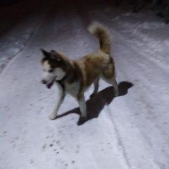 Подробнее об объявлении «Найдена собака кобель хаски Троицк» Фото: найдена собака  «Найдена собака кобель хаски Троицк» в г. Троицк