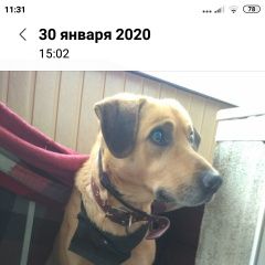 Подробнее об объявлении «Найдена собака кобель Москва» Фото: найдена собака  «Найдена собака кобель Москва» в г. Москва