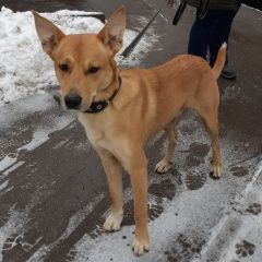 Подробнее об объявлении «Найдена собака медведково Москва» Фото: найдена собака  «Найдена собака медведково Москва» в г. Москва