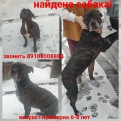 Подробнее об объявлении «Найдена собака кобель собака Владимир» Фото: найдена собака Стаффордширский бультерьер «Найдена собака кобель собака Владимир» в г. Владимир