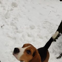 Подробнее об объявлении «Найдена собака кобель бигль, мальчик. по виду 5 лет Москва» Фото: найдена собака Бигль «Найдена собака кобель бигль, мальчик. по виду 5...» в г. Москва