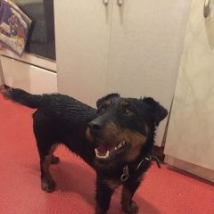 Подробнее об объявлении «Найдена собака кобель ягдтерьера Москва» Фото: найдена собака Ягд-терьер «Найдена собака кобель ягдтерьера Москва» в г. Москва