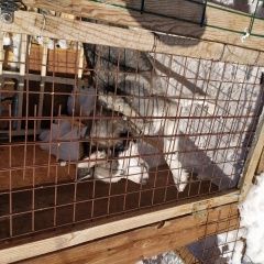 Подробнее об объявлении «Барнаул Найдена собака» Фото: найдена собака  «Барнаул Найдена собака» в г. Барнаул