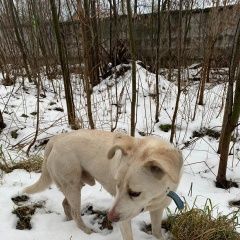 Подробнее об объявлении «Найдена собака кобель московская обл. рублево-успенское шоссе Москва» Фото: найдена собака  «Найдена собака кобель московская обл....» в г. Москва