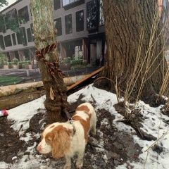 Подробнее об объявлении «Найдена собака кобель 3.03 спаниель цао замоскворечье Москва» Фото: найдена собака Английский кокер-спаниель «Найдена собака кобель 3.03 спаниель цао...» в г. Москва