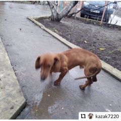 Подробнее об объявлении «Матвеев Курган Найдена собака» Фото: найдена собака Такса «Матвеев Курган Найдена собака» в г. Матвеев Курган