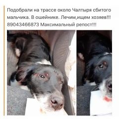 Подробнее об объявлении «Найдена собака кобель Ростов-на-Дону» Фото: найдена собака  «Найдена собака кобель Ростов-на-Дону» в г. Ростов-на-Дону