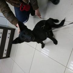 Подробнее об объявлении «Найдена собака. Москва» Фото: найдена собака  «Найдена собака. Москва» в г. Москва