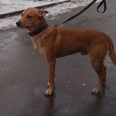 Подробнее об объявлении «Найдена собака кобель рыжий кобель в ошейнике свао Москва» Фото: найдена собака  «Найдена собака кобель рыжий кобель в ошейнике...» в г. Москва