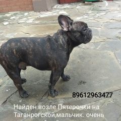 Подробнее об объявлении «Найдена собака кобель французский бульдог Ростов-на-Дону» Фото: найдена собака Французский бульдог «Найдена собака кобель французский бульдог...» в г. Ростов-на-Дону