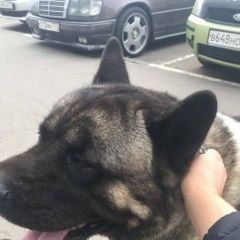 Подробнее об объявлении «Реутов Найдена собака пропала собака» Фото: найдена собака  «Реутов Найдена собака пропала собака» в г. Реутов