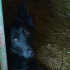 Подробнее об объявлении «Найдена собака Москва» Фото: найдена собака  «Найдена собака Москва» в г. Москва