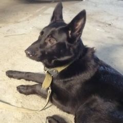 Подробнее об объявлении «Найдена собака кобель восточно европейская овчарка. кобель Нижний Новгород» Фото: найдена собака Восточно-европейская овчарка «Найдена собака кобель восточно европейская...» в г. Нижний Новгород