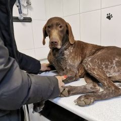 Подробнее об объявлении «Найдена собака курцхар Новороссийск» Фото: найдена собака Курцхаар «Найдена собака курцхар Новороссийск» в г. Новороссийск