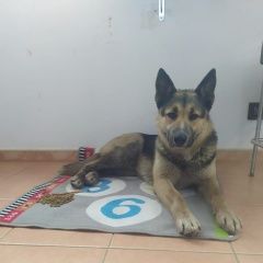 Подробнее об объявлении «Найдена собака кобель овчарка Москва» Фото: найдена собака  «Найдена собака кобель овчарка Москва» в г. Москва