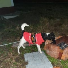 Подробнее об объявлении «Краснодар Найдена собака» Фото: найдена собака Фокстерьер «Краснодар Найдена собака» в г. Краснодар