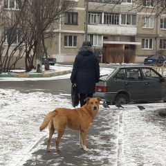 Подробнее об объявлении «Найдена собака пес Домодедово» Фото: найдена собака  «Найдена собака пес Домодедово» в г. Домодедово