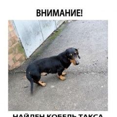 Подробнее об объявлении «Найдена собака кобель Ростов-на-Дону» Фото: найдена собака Такса «Найдена собака кобель Ростов-на-Дону» в г. Ростов-на-Дону