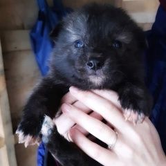 Подробнее об объявлении «Найдена собака Москва» Фото: найдена собака  «Найдена собака Москва» в г. Москва