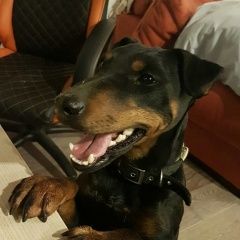 Подробнее об объявлении «Найдена собака кобель ягдтерьера Москва» Фото: найдена собака Ягд-терьер «Найдена собака кобель ягдтерьера Москва» в г. Москва