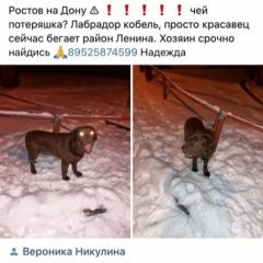 Подробнее об объявлении «Найдена собака кобель Ростов-на-Дону» Фото: найдена собака Лабрадор ретривер «Найдена собака кобель Ростов-на-Дону» в г. Ростов-на-Дону