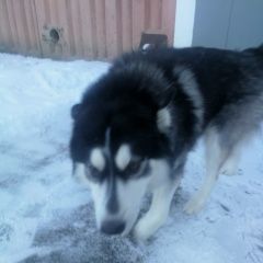 Подробнее об объявлении «Найдена собака кобель хаски на мещере Нижний Новгород» Фото: найдена собака Сибирская хаски «Найдена собака кобель хаски на мещере Нижний...» в г. Нижний Новгород