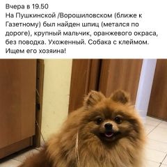 Подробнее об объявлении «Найдена собака кобель Ростов-на-Дону» Фото: найдена собака Померанский шпиц «Найдена собака кобель Ростов-на-Дону» в г. Ростов-на-Дону