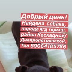 Подробнее об объявлении «Найдена собака Ростов-на-Дону» Фото: найдена собака Ягд-терьер «Найдена собака Ростов-на-Дону» в г. Ростов-на-Дону