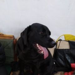 Подробнее об объявлении «Ангарск Найдена собака кобель» Фото: найдена собака Лабрадор ретривер «Ангарск Найдена собака кобель» в г. Ангарск