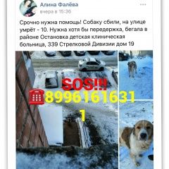 Подробнее об объявлении «Найдена собака Ростов-на-Дону» Фото: найдена собака  «Найдена собака Ростов-на-Дону» в г. Ростов-на-Дону