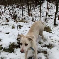 Подробнее об объявлении «Найдена собака кобель Москва» Фото: найдена собака  «Найдена собака кобель Москва» в г. Москва