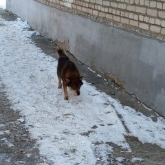 Подробнее об объявлении «Черноголовка Найдена собака бегает пес с ошейником» Фото: найдена собака  «Черноголовка Найдена собака бегает пес с ошейником» в г. Черноголовка